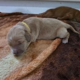 Girl 1 - Golden female Golden Retriever puppy in Lawtey, Florida from Rise and Shine Goldens