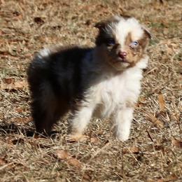Joker - Red merle male Australian Shepherd puppy in Four Oaks, North Carolina from RoseWest Farms