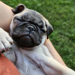 Pug puppies from Pug Palace Kennel