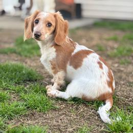 Peaches - Dachshund