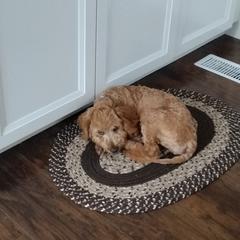 Goldendoodles from Hannah’s Goldendoodles