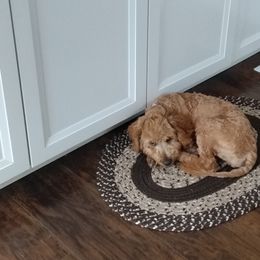 Goldendoodles from Hannah’s Goldendoodles