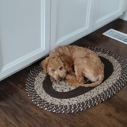 Goldendoodles from Hannah’s Goldendoodles