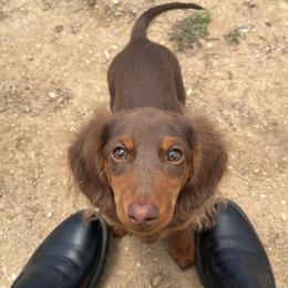 Billie - Dachshund
