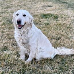 Moxie - Golden Retriever