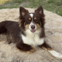 Ruby - Toy Australian Shepherd