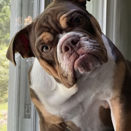 Bulldog Puppies from Reyes Bulldogs of North Georgia