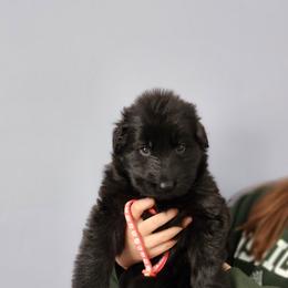 Sadie - Black female German Shepherd puppy in White Cloud, Michigan from Von WestLynn German Shepherds