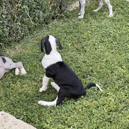 Great Dane Puppies from Laxton Danes