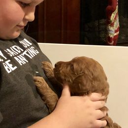 Goldendoodle Puppies from Cooley Doodles