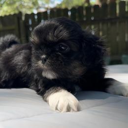 Boy 1 - Black gold and white male Shih Tzu puppy in Mobile, Alabama from FluffyTail Shih Tzu