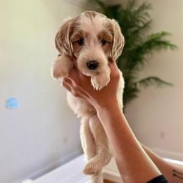 Peach - Parti female Goldendoodle puppy in Kenansville, North Carolina from J+A Family Doodles