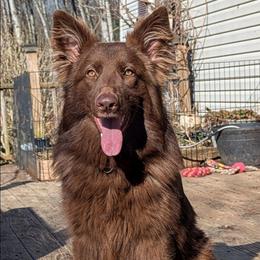 Valeska - German Shepherd