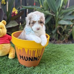 Aussiedoodle Puppies from Silva Ranch Doodles