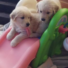 Golden Retriever Puppies from Big Bend Goldens
