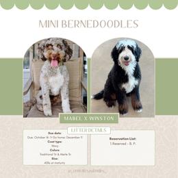 Bernedoodle puppies from Central Texas Doodles, LLC.