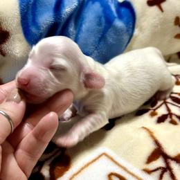 Quinn - Cream male Dachshund puppy in Barnesville, Pennsylvania from Dachsy
