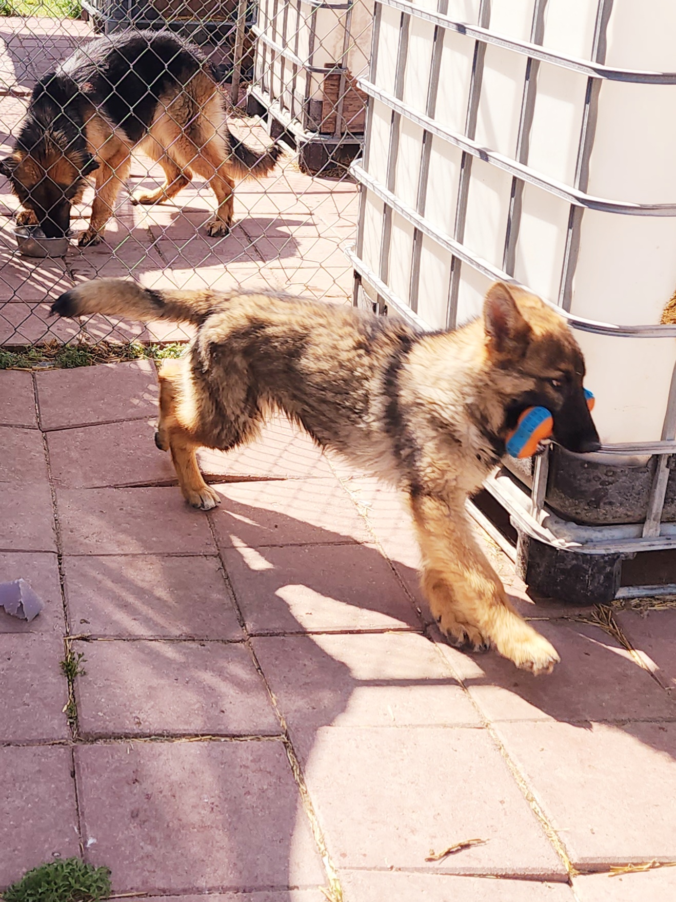 German Shepherd and Pembroke Welsh Corgi Puppies from Tiny Titans K9