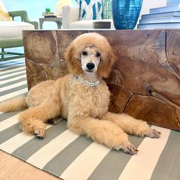 Drama - Apricot female Poodle puppy in Swansboro, North Carolina from Monarch Standard Poodles