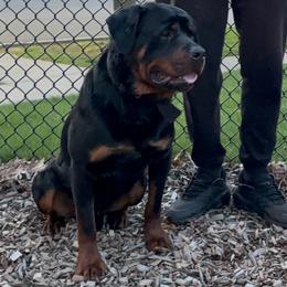 Obama - Rottweiler