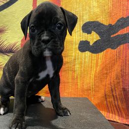 Girl -Riley - Brindle Boxer puppy in Taft, Tennessee from Hillbillie Boxers
