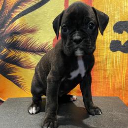 Girl -Riley - Brindle Boxer puppy in Taft, Tennessee from Hillbillie Boxers