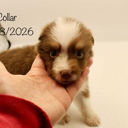 Boy 2 (Collar) - Red tri-color male Australian Shepherd puppy in Brooker, Florida from 🐾 The Great Bambino SunState Aussies!