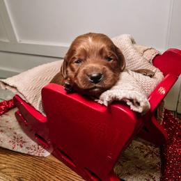 F1B Toy Goldendoodle Tulip - Red  female Goldendoodle puppy in Redding, California from Casa Delarosa Poodles & Doodles Collective