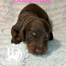 Bernadette - Chocolate and tan female Dachshund puppy in Noble, Oklahoma from Marissa's Dachshunds (BooneDox Mini Dachshunds)