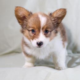Figgy - Sable female Pembroke Welsh Corgi puppy in Karnack, Texas from Sureshot Corgis