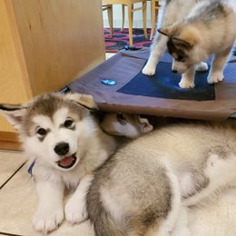 Alaskan Malamute Puppies from Delphi Alaskan Malamutes