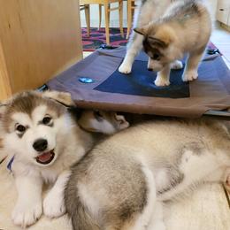 Alaskan Malamute Puppies from Delphi Alaskan Malamutes