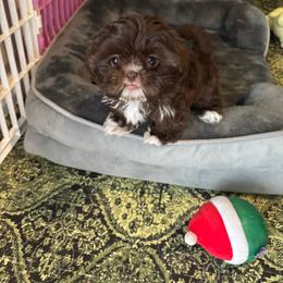 Lala - Liver and white female Shih Tzu puppy in Conroe, Texas from Shihtzu Happen