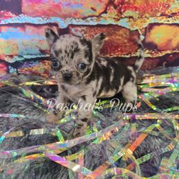 Fendi - Merle female Chihuahua puppy in Bowdon, Georgia from Paschal's Pups
