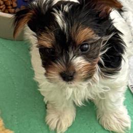 Boy 1 - Black tan and white male Biewer Terrier puppy in Kerhonkson, New York from Arc-en-Ciel Biewers & Maltese