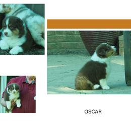 Oscar - Red tri-color male Australian Shepherd puppy in Cape Girardeau, Missouri from Promise Keeper Kennel