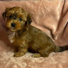 Brandy - Red female Havanese puppy in Maryville, Missouri from Dreamworks Havanese