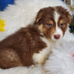 Australian Shepherd Puppies from Red Cloud Australian Shepherds