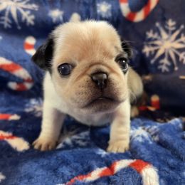 Phoebe - Silver female Pug puppy in Ferrum, Virginia from Menagerie Magnifique Pugs & Boston Terriers