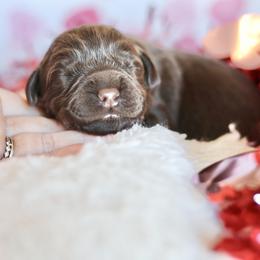 Reserved - Chocolate male Labrador Retriever puppy in Williamston, Sc, South Carolina from Dutton Dog Co & Dalla Grazia Doberman