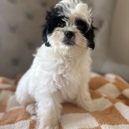 Boy 3 - Parti male Assorted Doodle Crosses puppy in Lyman, Wyoming from Backcountry Doodles