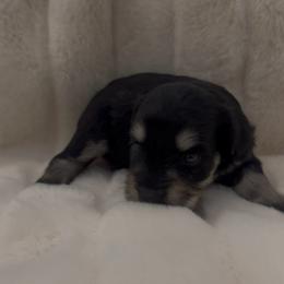 Female 2 - Black and silver female Miniature Schnauzer puppy in Seagoville, Texas from JC miniature schnauzers