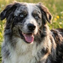 River - Australian Shepherd