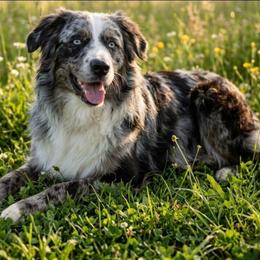 River - Australian Shepherd