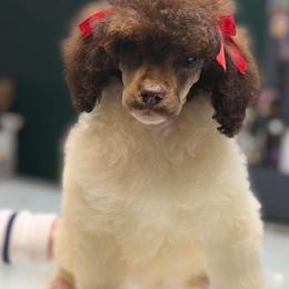 Outlaw - Phantom female Poodle puppy in Hartwell, Georgia from Lake Hartwell Standard Poodles