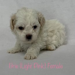 Brie - Cream female Shichon puppy in De Pere, Wisconsin from Kinzor Kennels