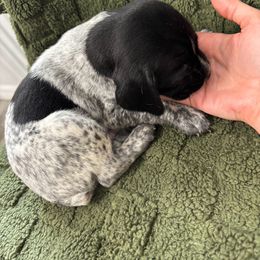 German Shorthaired Pointer Puppies from Golden pointers