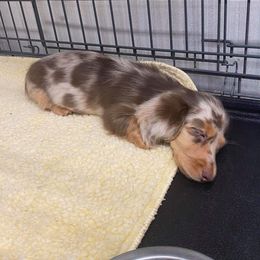 Dachshund Puppies from Aviator's Dachshunds
