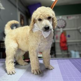 Boy 2 - Apricot male Poodle puppy in Upper Marlboro, Maryland from CURLS KENNEL