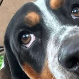 Basset Hounds from Bleus Bassets